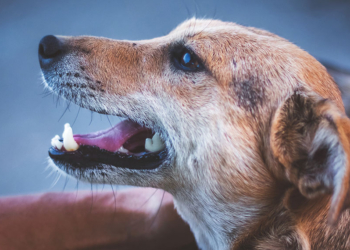 Sokakta kedi ve köpeklerin yerine kemirgenlerle karşılaşacağız