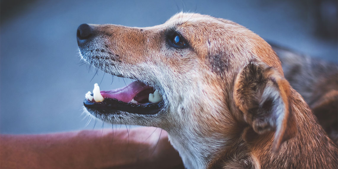 Sokakta kedi ve köpeklerin yerine kemirgenlerle karşılaşacağız