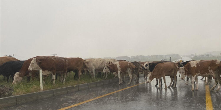 Kars'ta sağanak; sürüye düşen yıldırımda 10 büyükbaş öldü