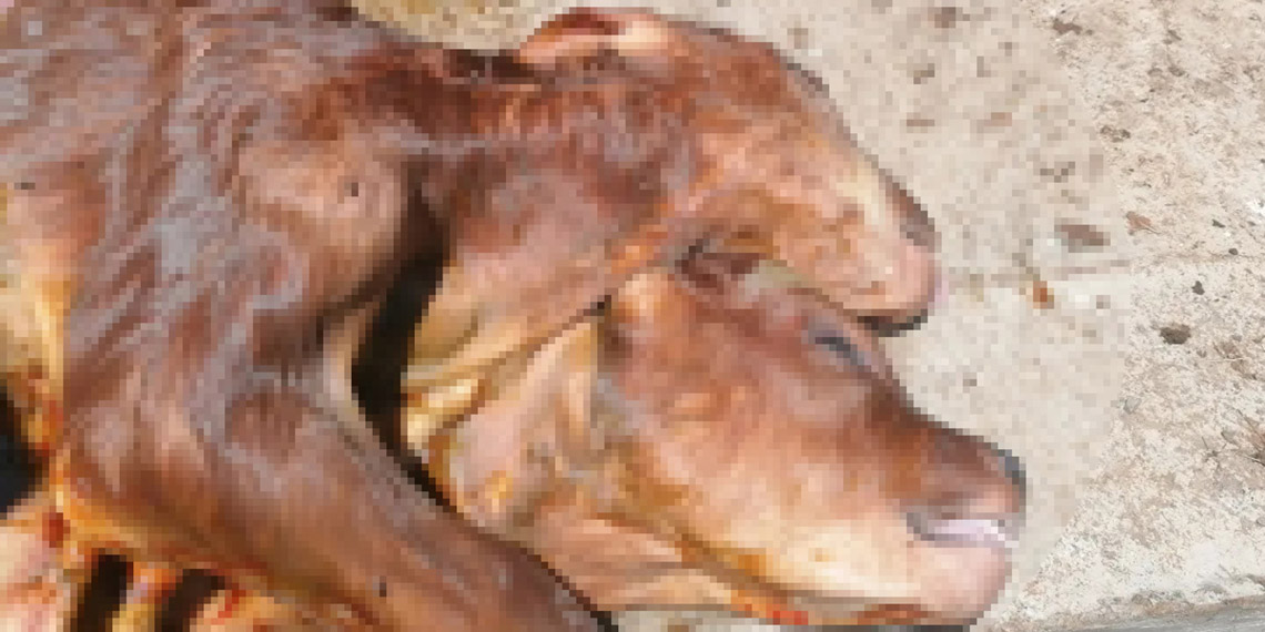 Kastamonu'da çift başlı buzağı ölü doğdu