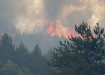 Kastamonu'da ormanda yangın