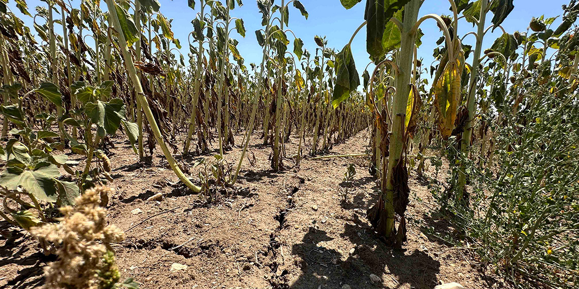 Kavurucu sıcaklarda ayçiçeği ekili tarlalar kurudu