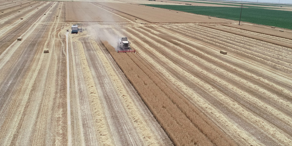 Konya Ovası'nda zamansız yağışlar erken hasada neden oldu