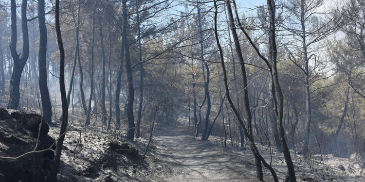 Menderes'teki orman yangınları ile ilgili 1 tutuklama