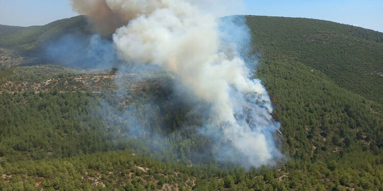 Muğla Bodrum'da orman yangını
