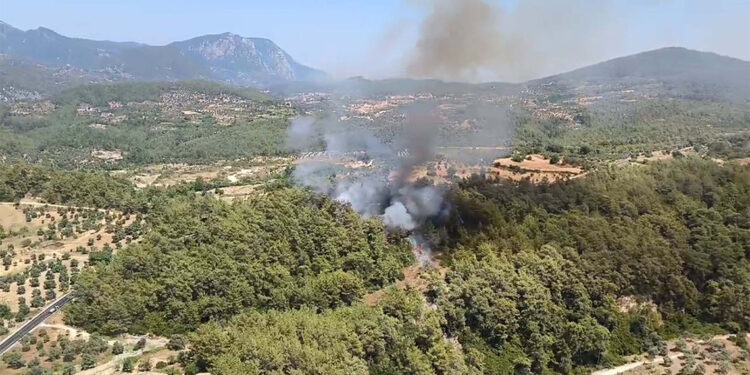 Milas'ta orman yangını