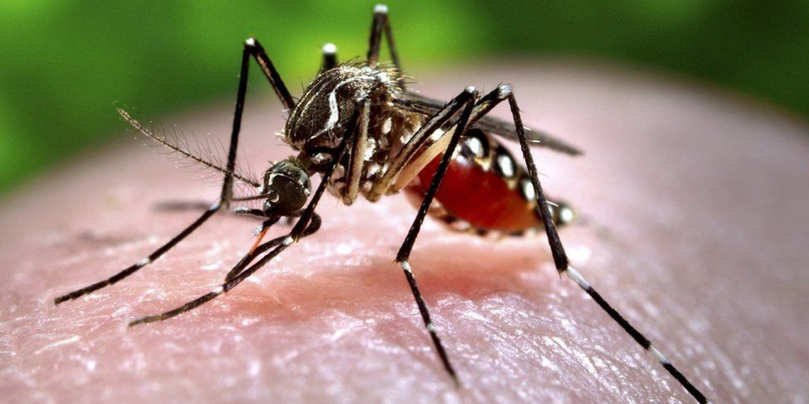 Prof. Dr. Yavuz'dan sivrisineklerden bulaşan virüs uyarısı