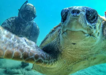Rekortmen dalgıç, denizin dibinde caretta caretta ile selfie çekti