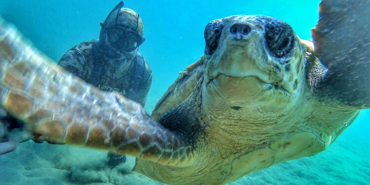 Rekortmen dalgıç, denizin dibinde caretta caretta ile selfie çekti