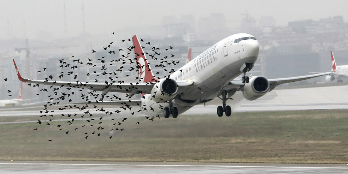 Sabiha Gökçen Havalimanı'nda kuş alarmı