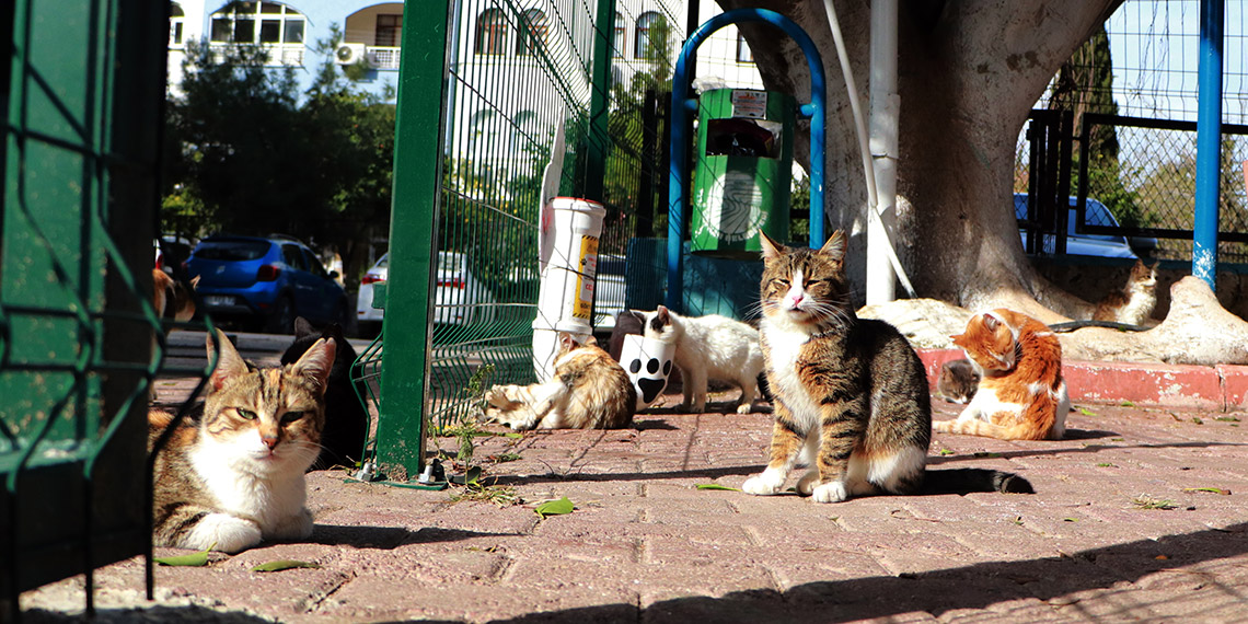 Sahipsiz kediler uyutulursa sokaklarda fare sayısı artar
