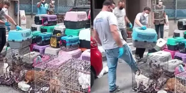 Şişli'de 85 kediyi alıkoyan kadına 613 bin lira para cezası