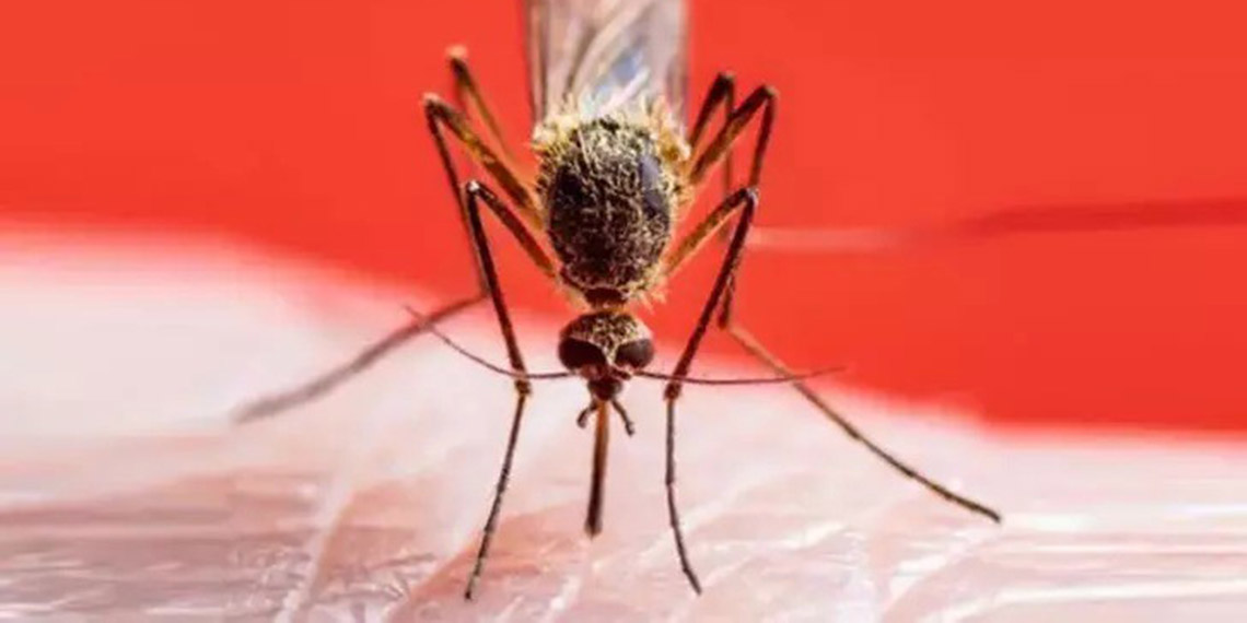 Sivrisinek ısırığına yoğurt sürmek, ikincil enfeksiyon sebebi