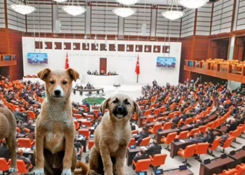 Sokak hayvanları düzenlemesi yürürlüğe giriyor
