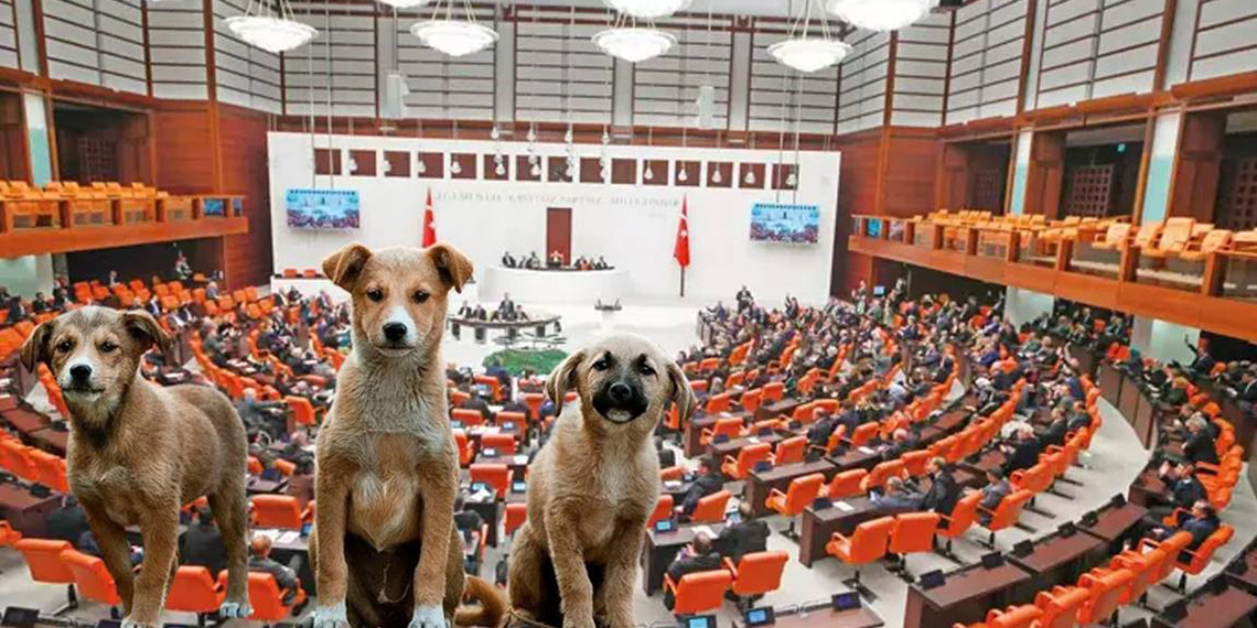 Sokak hayvanları düzenlemesi yürürlüğe giriyor