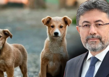 Sokak hayvanları yasasını uygulamayana hapis cezası verilecek