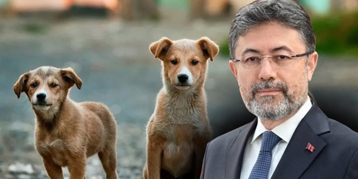 Sokak hayvanları yasasını uygulamayana hapis cezası verilecek