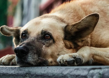 Sokak köpeklerine karşı radikal önlemler alınmalı.. Çocuklarımızın güvenliğini ve huzurunu her şeyin üstünde tutmalıyız.
