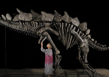 Stegosaurus türü dinozor fosili, 44,6 milyon dolara satıldı