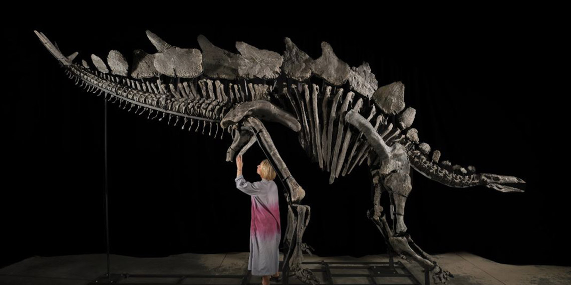 Stegosaurus türü dinozor fosili, 44,6 milyon dolara satıldı