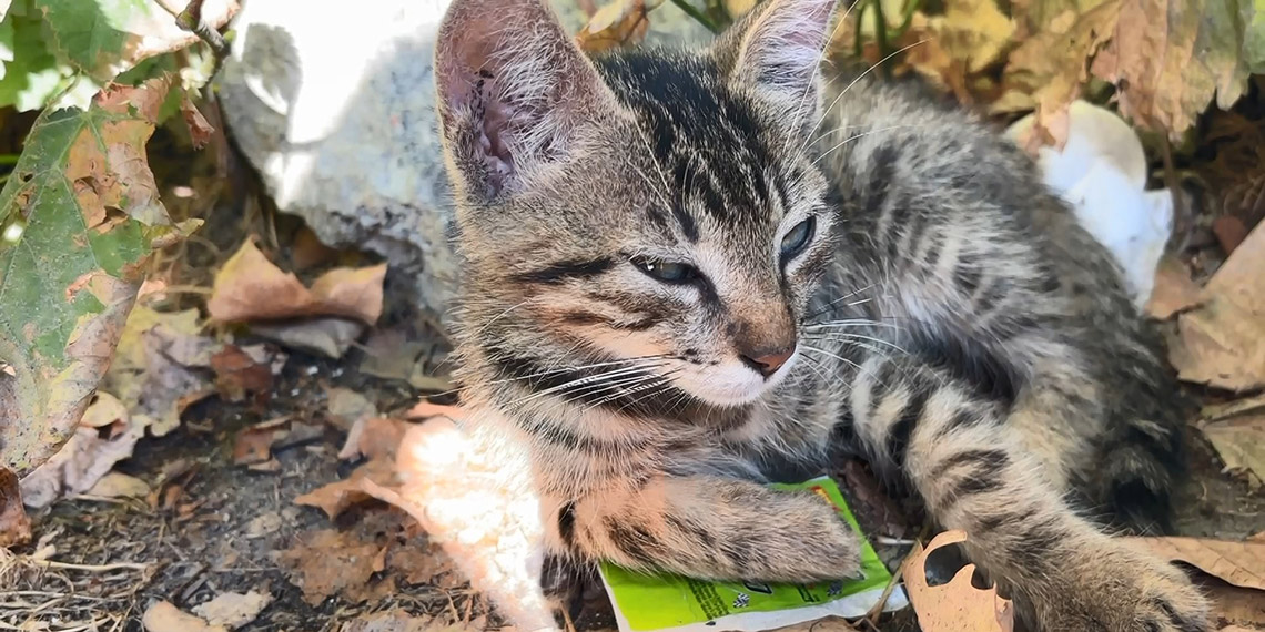 Sultangazi'de yolda gördüğü yavru kediyi balkona fırlattı