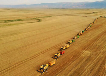 Türkiye'de kişi başına buğday üretimi 250 kilo