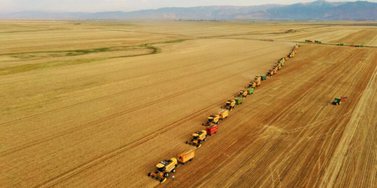 Türkiye'de kişi başına buğday üretimi 250 kilo