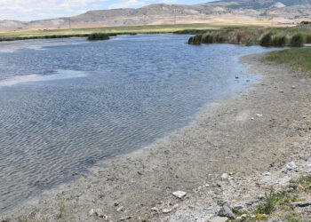 Ulaş Gölü'nde su seviyesi azaldı; 'Doğal habitat bozuluyor' uyarısı