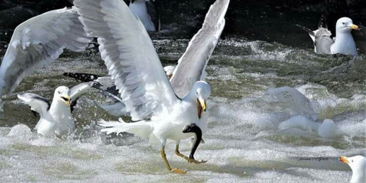 Van'da 2,5 ayda 69 ton inci kefali ele geçirildi