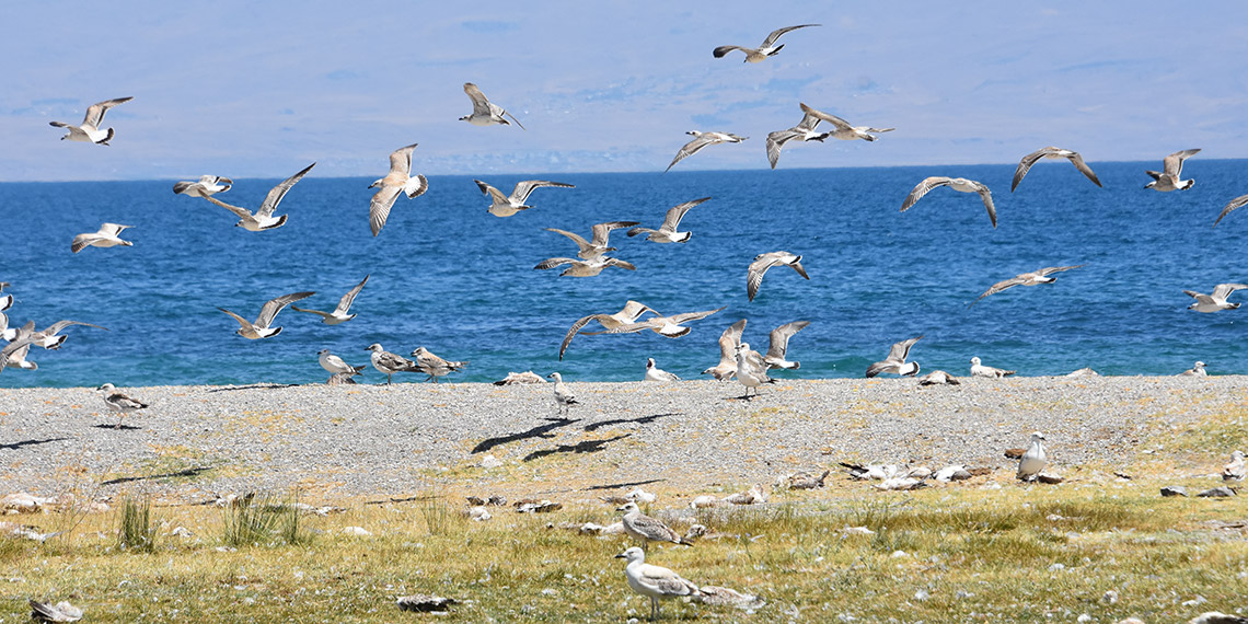 Van'da, inci kefali göçü başarılı, martı ölümleri az