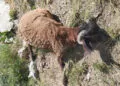 Van'da kurtların saldırdığı sürüde 120 koyun öldü