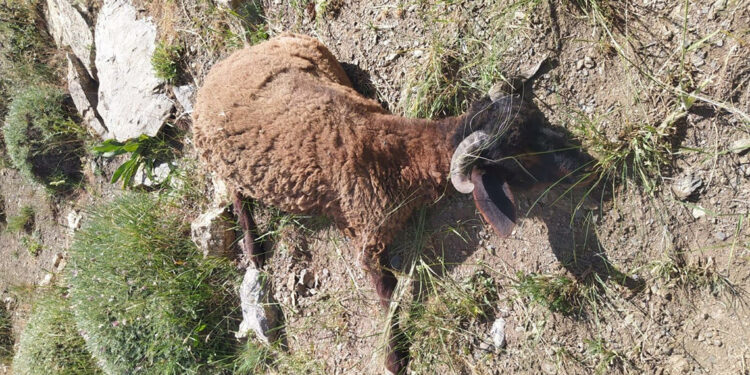 Van'da kurtların saldırdığı sürüde 120 koyun öldü