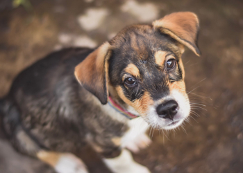 Yaşam hakkının kıyısında