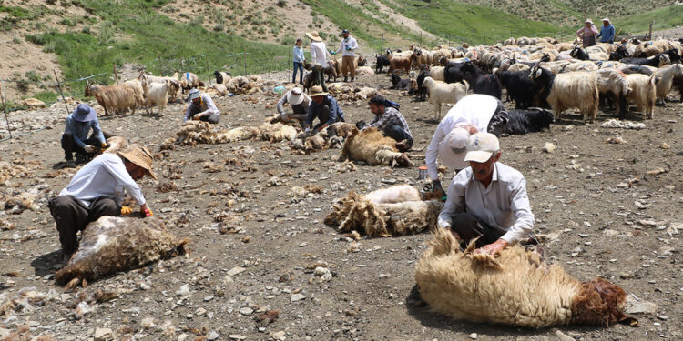 Yüksekova'da bir asırdır devam eden koyun kırkma şenliği