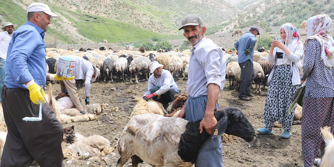 Yüksekova'da bir asırdır devam eden koyun kırkma şenliği