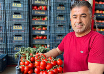 Yerli domatesin hal fiyatı düştü, limonun arttı