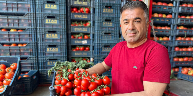 Yerli domatesin hal fiyatı düştü, limonun arttı