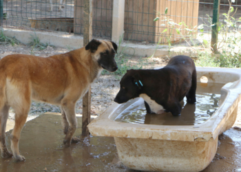 Sokak hayvanları ile ilgili yasa tasarısı uygulanamaz