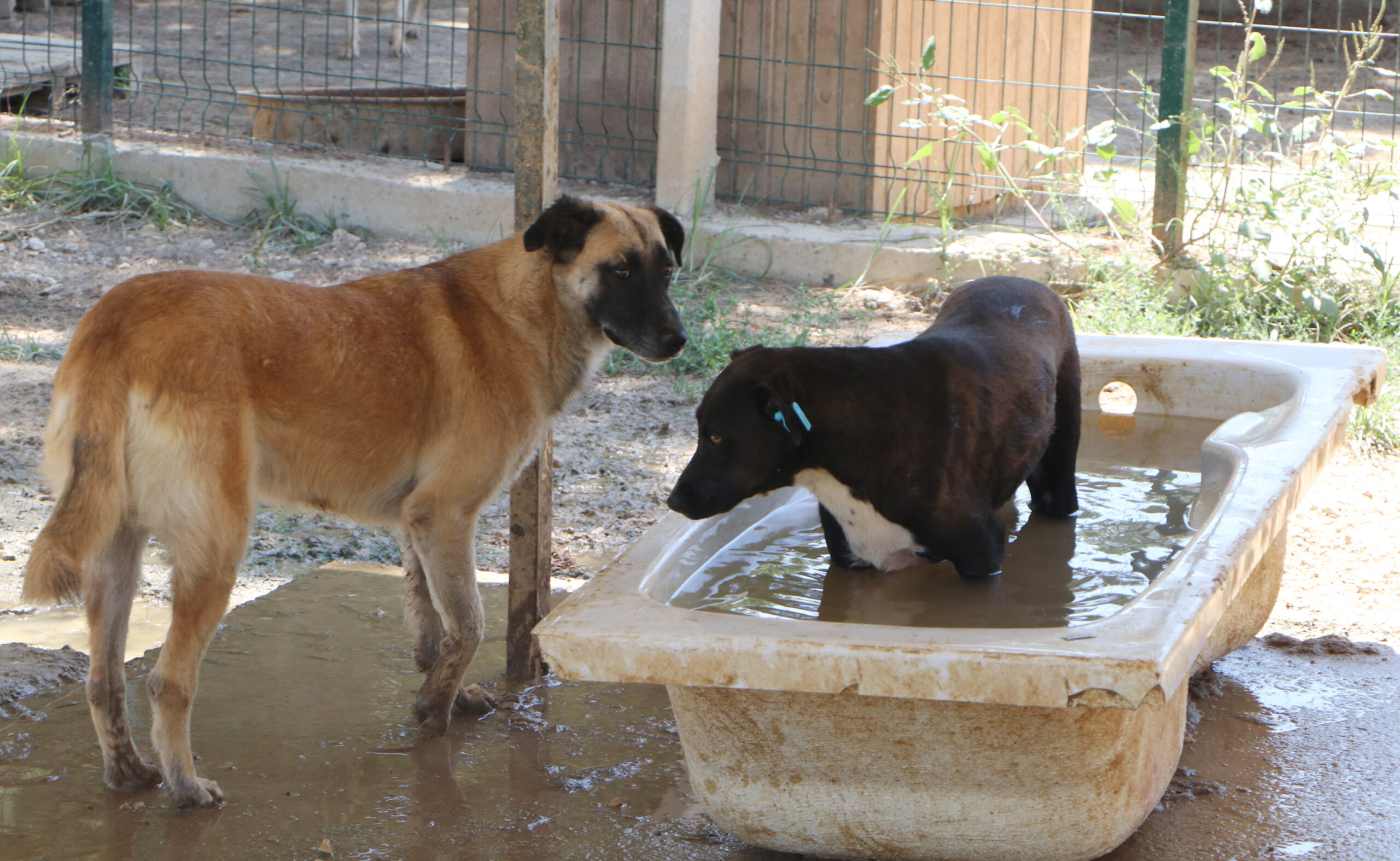 Sokak hayvanları ile ilgili yasa tasarısı uygulanamaz