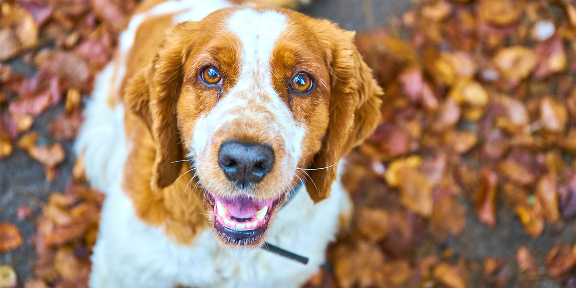 Sokak hayvanlarına yönelik düzenleme Meclis'ten geçti