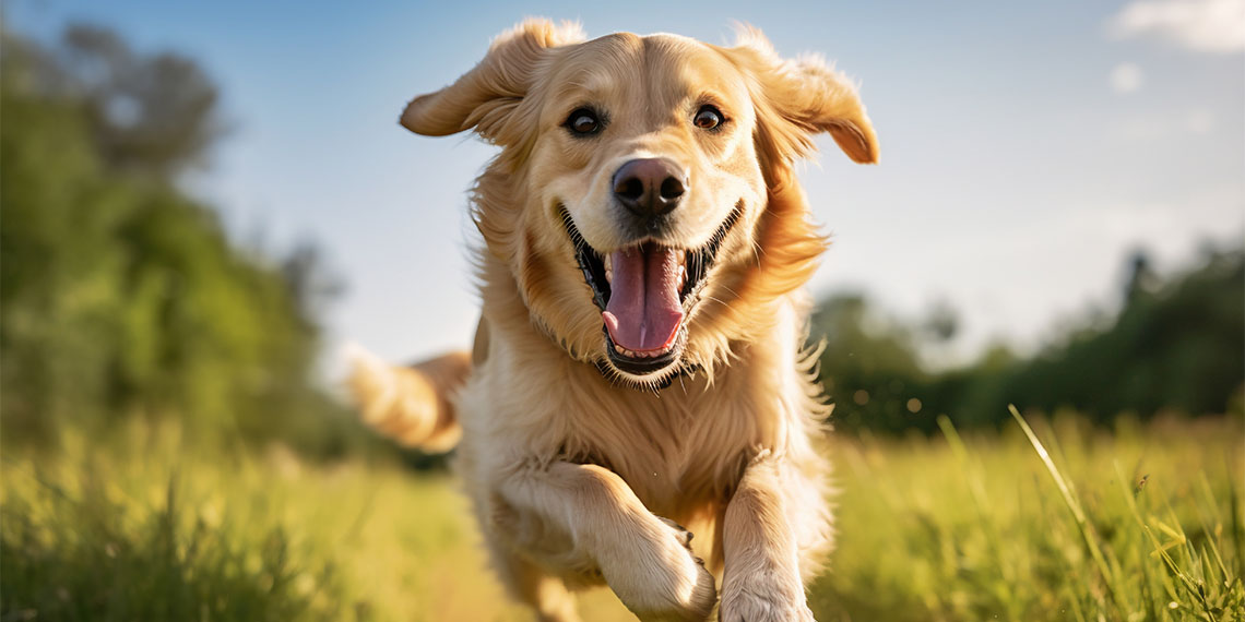 Sokak hayvanları teklifini Meclis tatile girmeden yasalaştıracağız