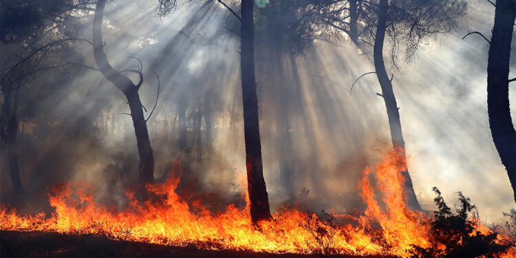 Yangınlar yüreklerimizi yakıyor