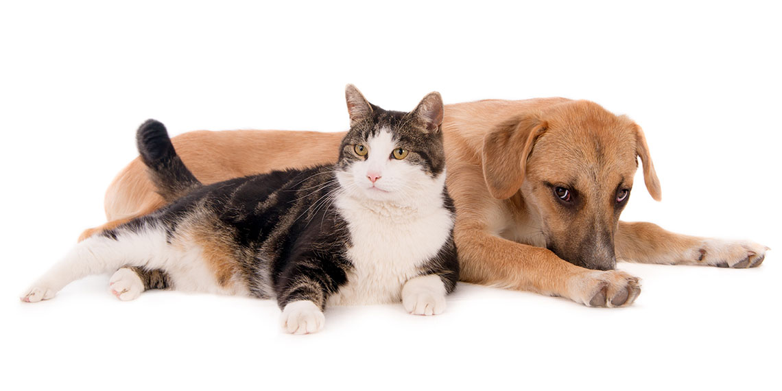 Ötenazi ibaresi yasadan çıkıyor