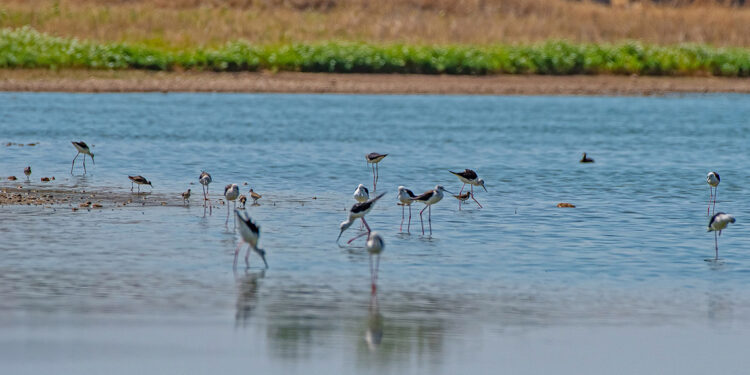 150'den fazla kuşa ev sahipliği yapan Kabaklı Göleti için 'koruma' talebi