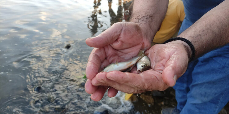 3 milyon 350 bin yavru sazan Bursa'da göl ve göletlere bırakıldı