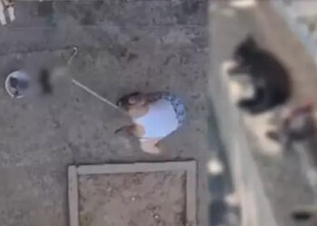 3 yavru kediyi sopayla vurarak öldürdü, o anlar kamerada