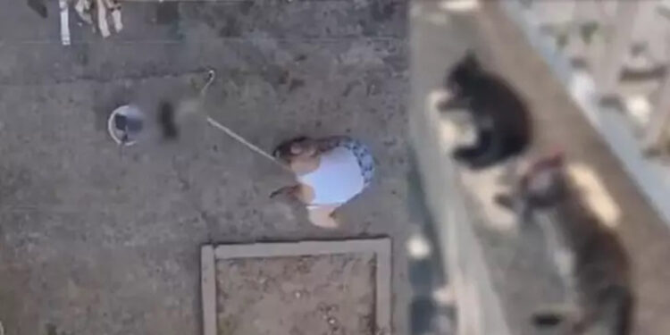 3 yavru kediyi sopayla vurarak öldürdü, o anlar kamerada