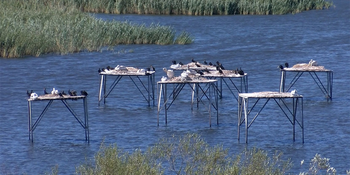 Dünya Doğa Koruma Birliği (IUCN) tarafından, 'Soyu kritik seviyede azalan türler' arasında gösterilen tepeli pelikan yavruları, Manyas Kuş Cenneti Milli Parkı'ndaki yuvalarından uçmaya başladı.