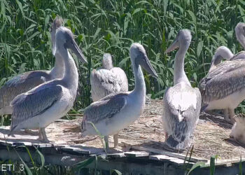 Tepeli pelikan yavruları yuvalarından uçmaya başladı