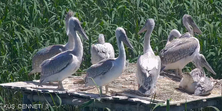 Tepeli pelikan yavruları yuvalarından uçmaya başladı